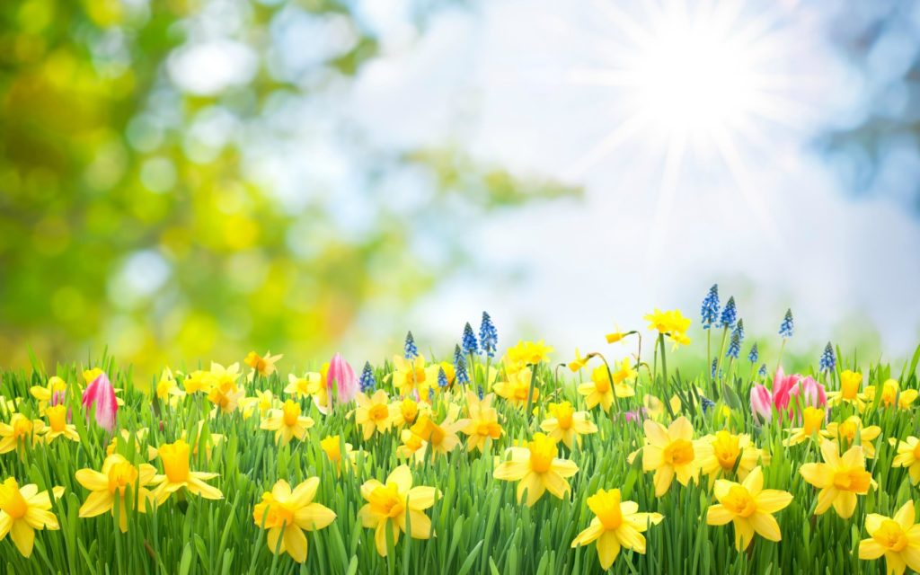 Earth Spring HD Wallpaper Background Image – Breath of Life